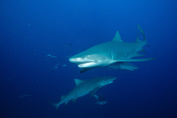 Several lemon sharks in blue ocean
