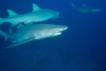 Three lemon sharks on ocean floor