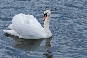 white swan on the River Itchen at Riverside Park, Southampton