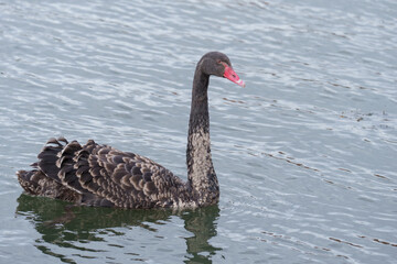 black swan on the river itchen at riverside park