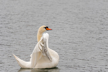 mute swan on the river itchen at riverside park, southampton 