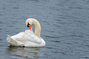 White Swan The River Itchen