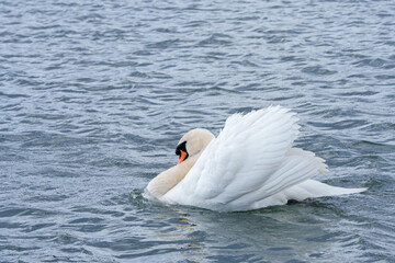 white swan on the river itchen at riverside park southampton
