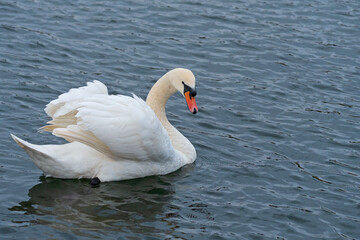 white swan on the river itchen at riverside park