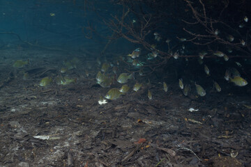 Juvenile bluegill swimming among woody vegetation