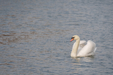 mute swan on the river itchen at riverside park southampton 