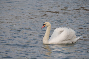 swan on the water on the river itchen at riverside park southampton