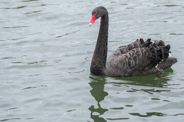 black swan on the river itchen, riverside park, southampton 