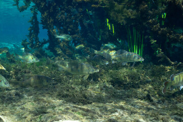 School of chubsucker at bottom of spring