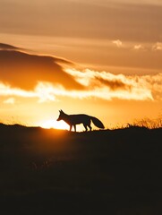 Stunning Silhouette of a Wild Fox at Sunset: A Serene Nature Photography Experience