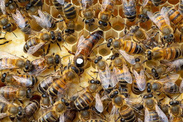 Life and reproduction of bees.
Queen bee labeled on the back.
To make it easier to spot the Queen,...