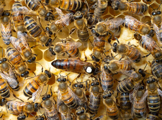 Life and reproduction of bees.
Queen bee labeled on the back.
To make it easier to spot the Queen,...