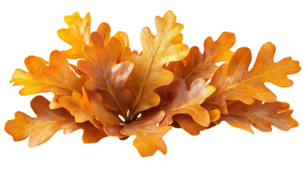 Yellow autumn oak leaf isolated on white background