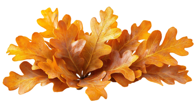 Yellow autumn oak leaf isolated on white background