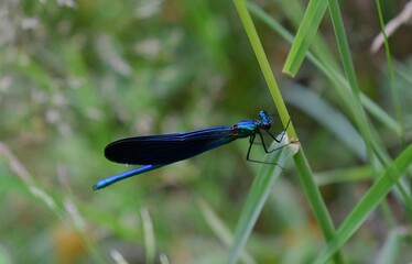 Demoiselle Caloptéryx vierge mâle, Beautiful demoiselle (Calopteryx virgo) posé sur une herbe.