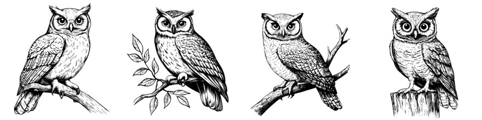 Detailed illustrations of owls perched on branches, showcasing their unique features and expressions in black and white