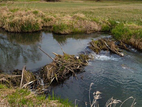 Natural beaver dam made of sticks and vegetation across a small stream in a grassy field. Water cascades gently over the structure.