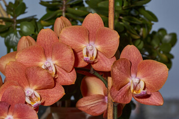 Bright orchid flowers on the background of plants by the window – the elegant beauty of nature. A...
