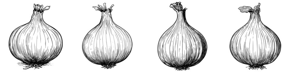 Different views of onions showcasing their texture and shape in detailed illustrations from a vintage botanical book