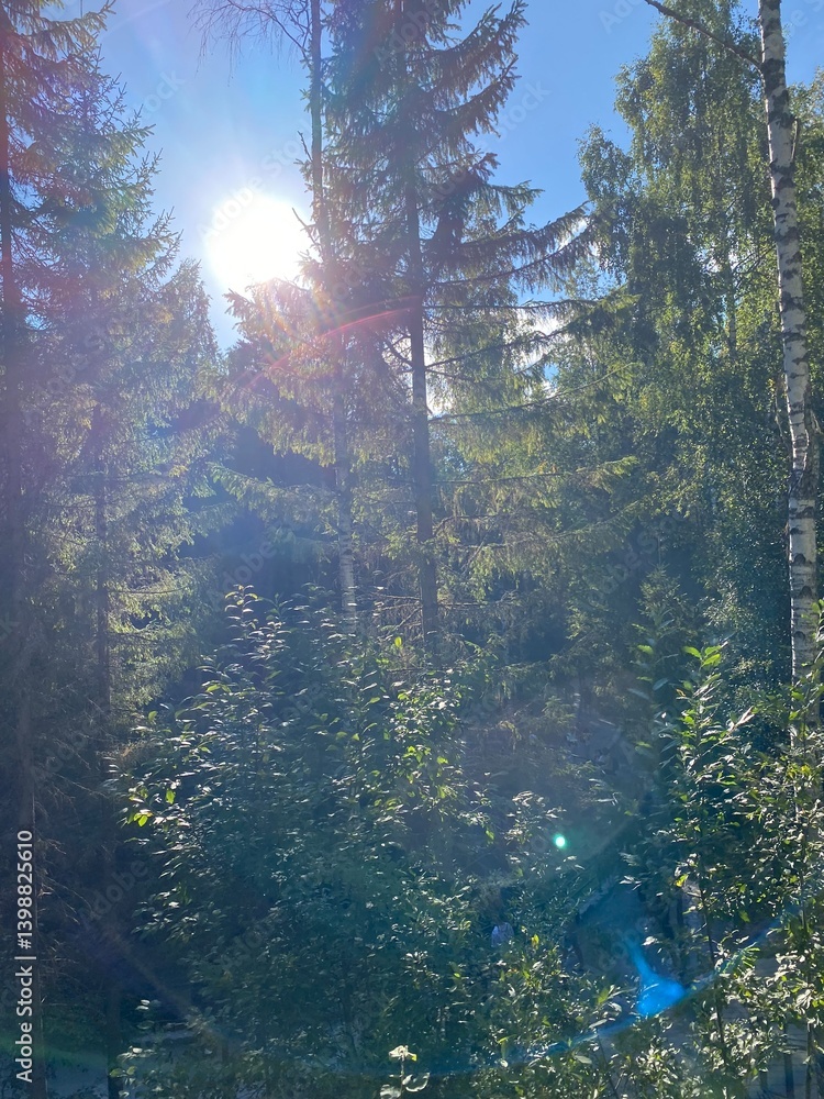 Poster sunlight streams through tall trees in a peaceful forest, creating a beautiful contrast of light and