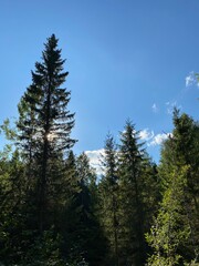 Conifer trees stretch toward a clear blue sky, sunlight filtering through branches. The scene captures the tranquility of a vibrant forest in early afternoon