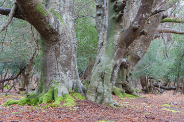 new forest trees