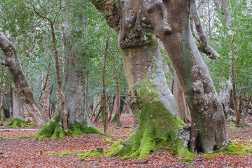 new forest trees