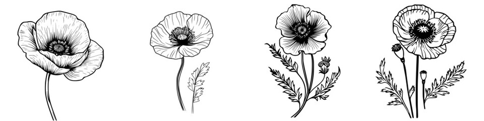 Fototapeta premium Delicate hand-drawn poppy flowers showcasing intricate details and graceful forms on a plain background