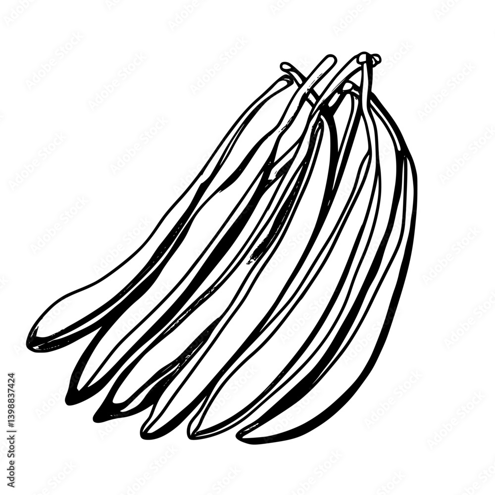 Poster realistic drawing of multiple green beans with delicate details and shading, showcasing their natura
