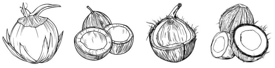 Detailed sketches of coconuts showcasing different stages and types in a minimalist style
