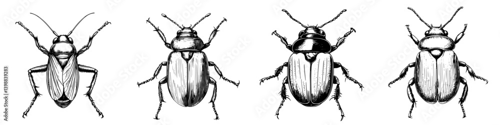 Poster detailed illustrations showcasing various types of beetles with distinct features and patterns