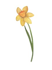Watercolor narcissus flower. Floral design element for postcards, invitations and wedding decor.