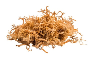 Golden Seaweed Delicate Intricate Underwater Beauty