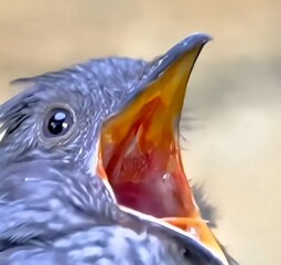blue and yellow macaw