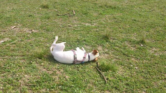 White and brown dog enjoys playtime, rolling around and sniffing the grass in a field