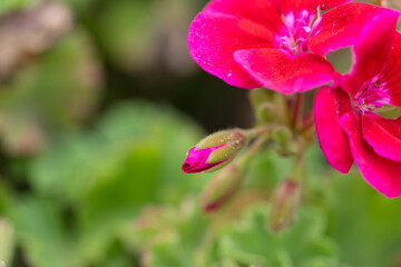 Dark pink geranium flower bud, green and blurred background.
