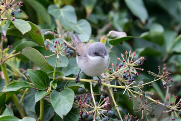 Cute little songbird on the ivy of the garden fence. Lesser Whitethroa, Sylvia curruca.