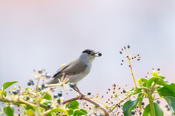 Cute little songbird that feeds on the fruits of hedge vine. Eurasian Blackcap, Sylvia atricapilla.