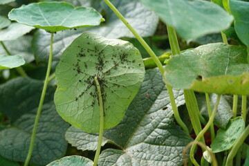 aphid pest attack on backyard garden crop. aphid attacks nasturtium trap plant