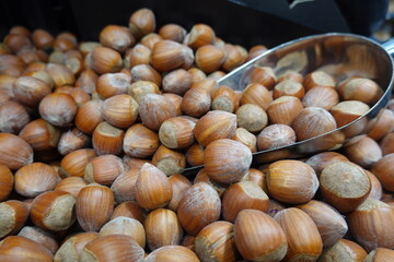 Giant hazelnuts harvested fresh in the field. organic nuts