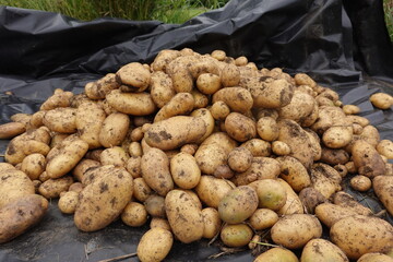 harvesting potatoes on black plastic , harvesting potatoes in the vegetable garden for storage