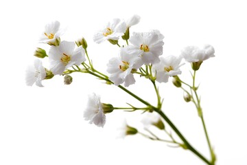 Delicate gypsophila bloom white backdrop
