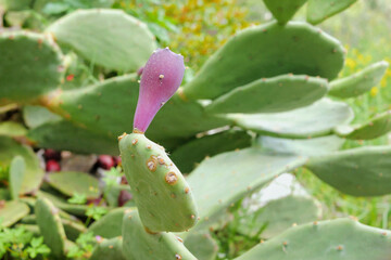 Ripe fruits of the prickly pear cactus Opuntia