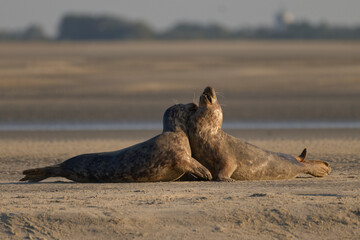 Phoque veau-marin © Patrick