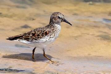 Least Sandpiper (Calidris minutilla), isolated, perched on the beach