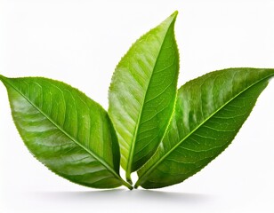 Obraz premium tea leaves isolated on white background