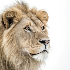 lion face on white background