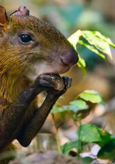 close up of a squirrel in a tree