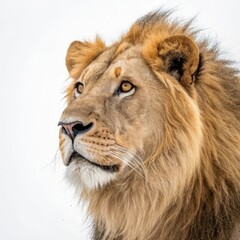portrait of a lion