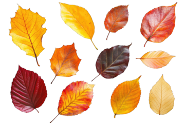 various autumn leaves in vibrant colors arranged artistically against a white background showcasing the beauty of nature's seasonal changes